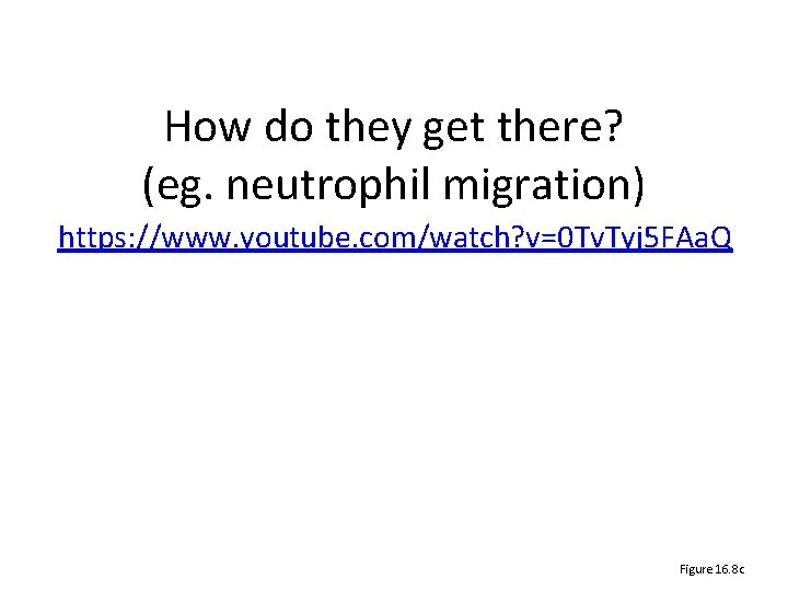 How do they get there? (eg. neutrophil migration) https: //www. youtube. com/watch? v=0 Tv.