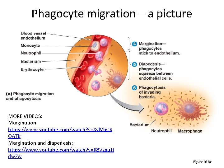 Phagocyte migration – a picture [Insert Animation Inflammation: Overview, Steps. ] MORE VIDEOS: Margination: