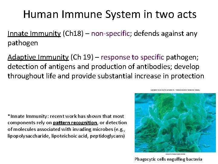 Human Immune System in two acts Innate Immunity (Ch 18) – non‐specific; defends against