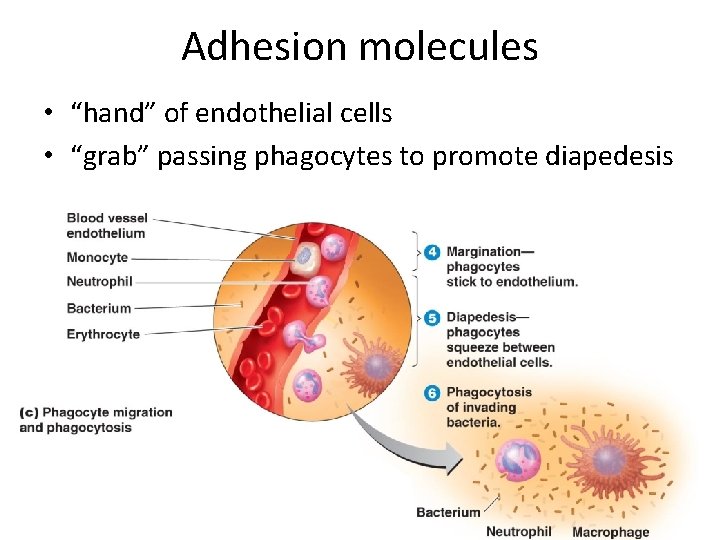 Adhesion molecules • “hand” of endothelial cells • “grab” passing phagocytes to promote diapedesis