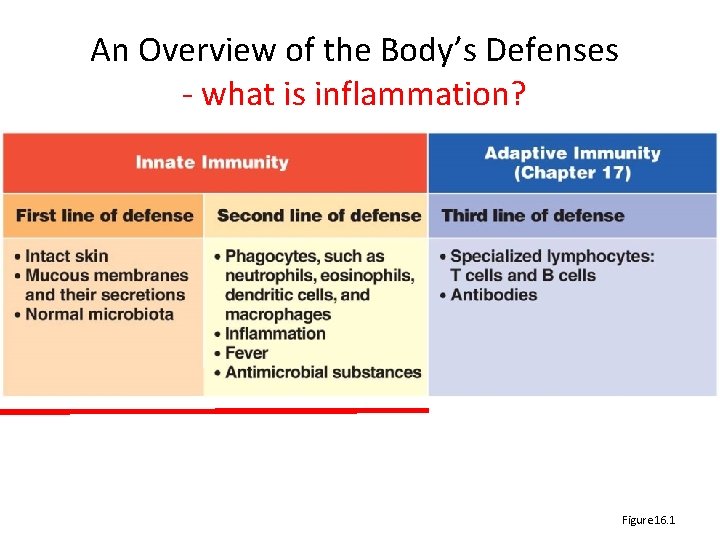 An Overview of the Body’s Defenses ‐ what is inflammation? Figure 16. 1 