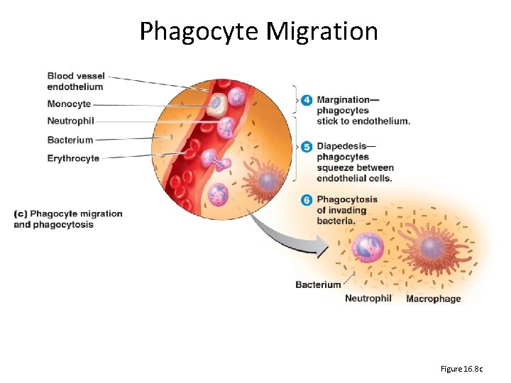 Phagocyte Migration [Insert Animation Inflammation: Overview, Steps. ] Figure 16. 8 c 