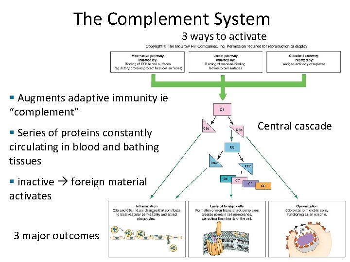 The Complement System 3 ways to activate § Augments adaptive immunity ie “complement” §