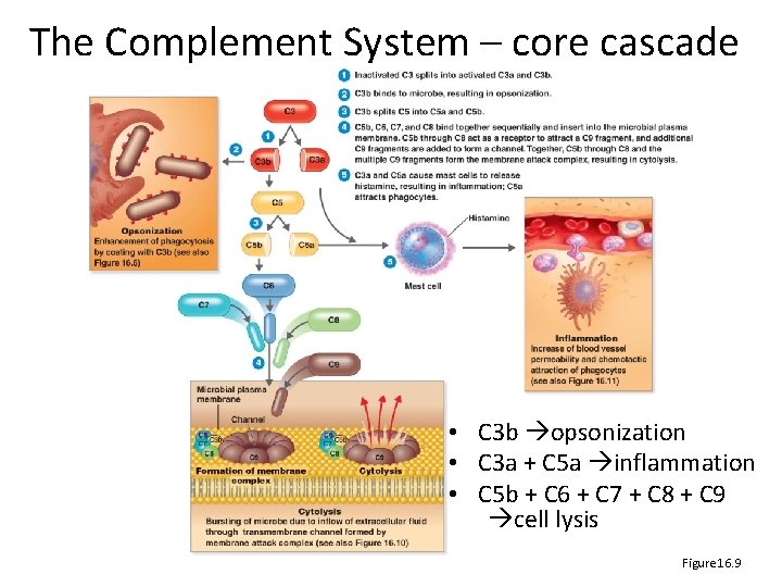 The Complement System – core cascade • C 3 b opsonization • C 3