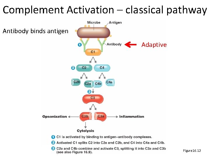 Complement Activation – classical pathway Antibody binds antigen Adaptive Figure 16. 12 