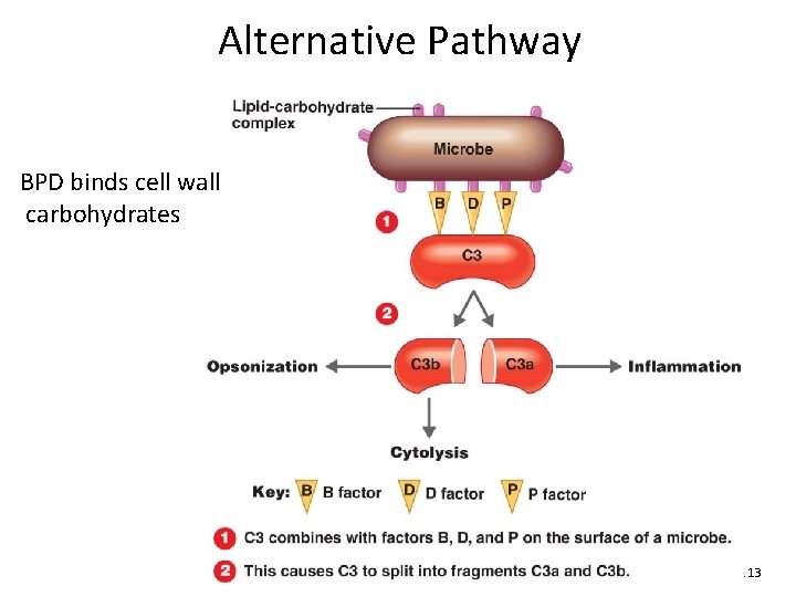 Alternative Pathway BPD binds cell wall carbohydrates Figure 16. 13 
