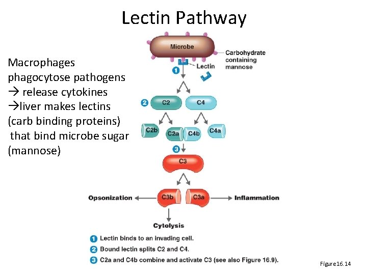 Lectin Pathway Macrophages phagocytose pathogens release cytokines liver makes lectins (carb binding proteins) that