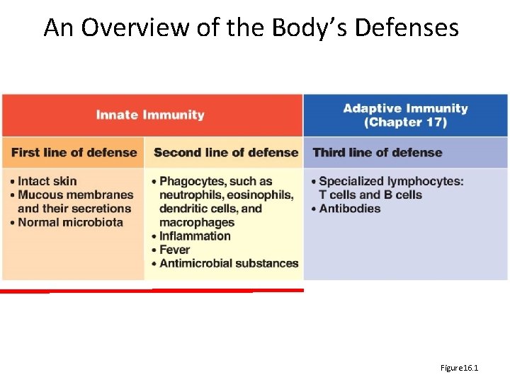 An Overview of the Body’s Defenses Figure 16. 1 