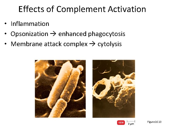 Effects of Complement Activation • Inflammation • Opsonization enhanced phagocytosis • Membrane attack complex