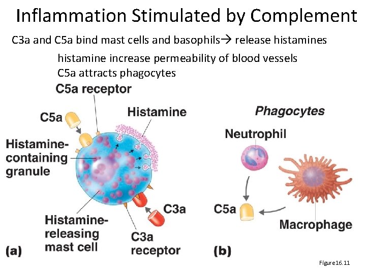 Inflammation Stimulated by Complement C 3 a and C 5 a bind mast cells