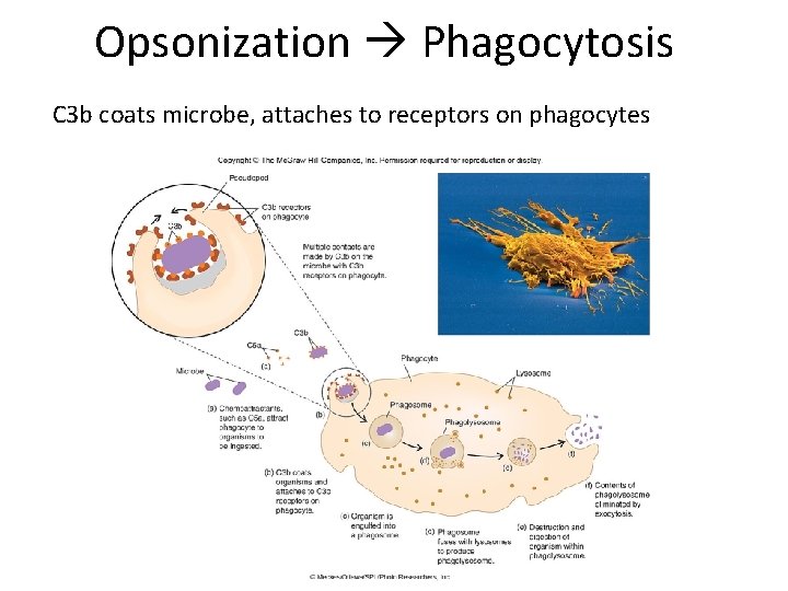 Opsonization Phagocytosis C 3 b coats microbe, attaches to receptors on phagocytes 