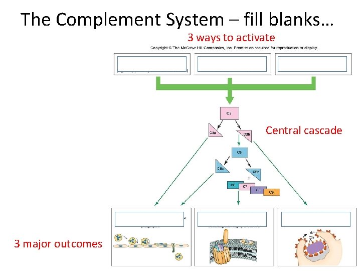 The Complement System – fill blanks… 3 ways to activate Central cascade 3 major