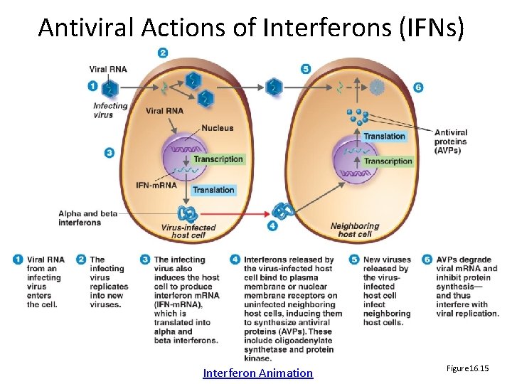 Antiviral Actions of Interferons (IFNs) Interferon Animation Figure 16. 15 