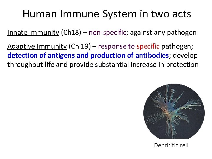 Human Immune System in two acts Innate Immunity (Ch 18) – non‐specific; against any