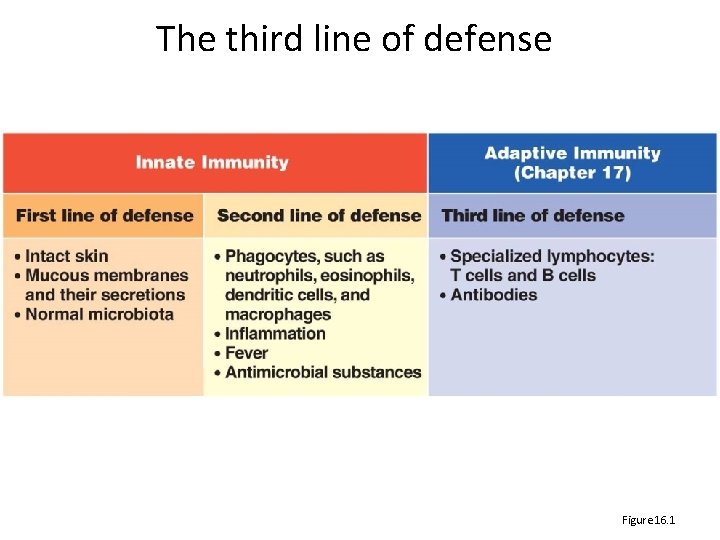 The third line of defense Figure 16. 1 