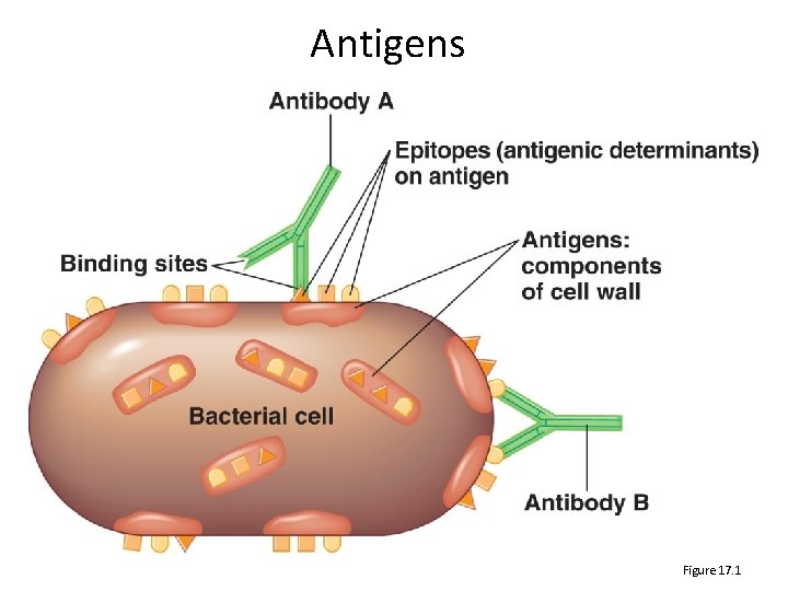 Antigens Figure 17. 1 