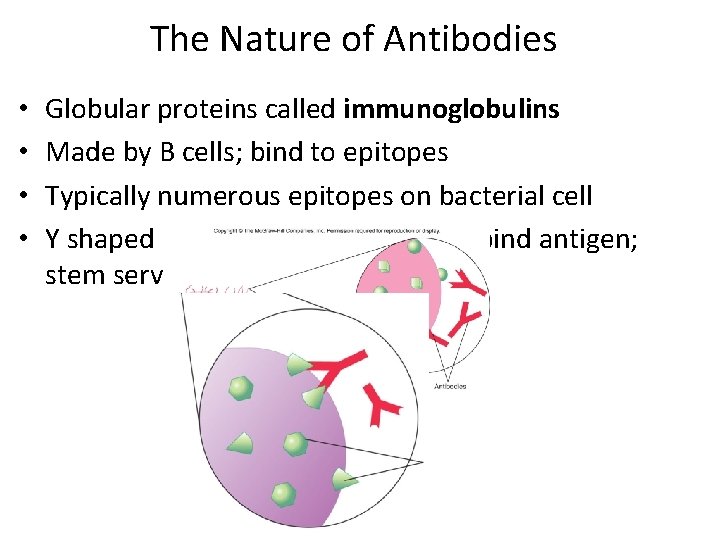 The Nature of Antibodies • • Globular proteins called immunoglobulins Made by B cells;