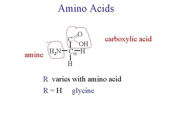 Amino Acids amine H 2 N O C OH C H carboxylic acid H