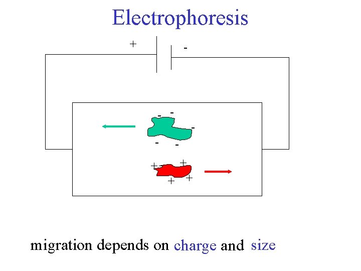 Electrophoresis + - - - + + migration depends on charge and size 