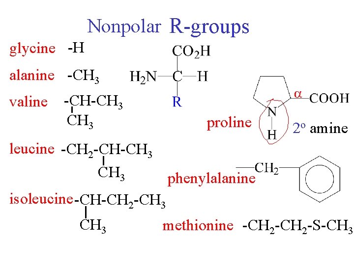 Nonpolar R-groups glycine -H alanine -CH 3 valine -CH-CH 3 proline 2 o amine