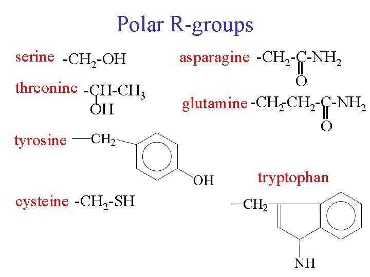 Polar R-groups serine -CH 2 -OH threonine -CH-CH 3 OH tyrosine asparagine -CH 2