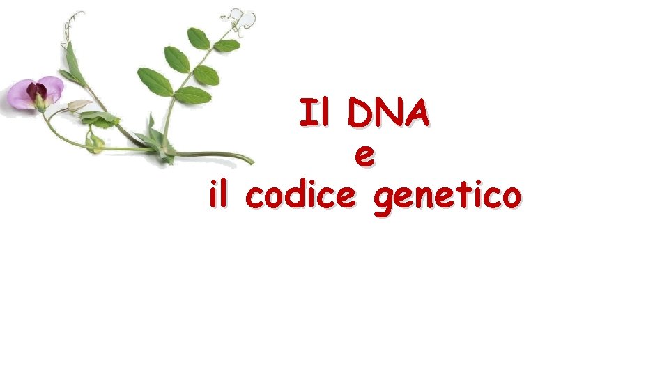 Il DNA e il codice genetico 