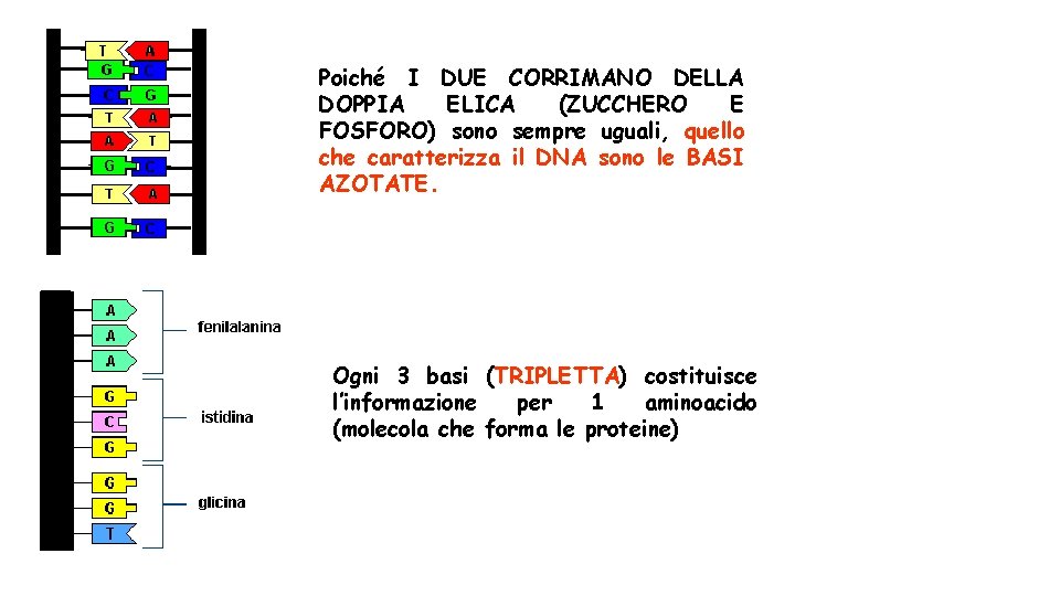 Poiché I DUE CORRIMANO DELLA DOPPIA ELICA (ZUCCHERO E FOSFORO) sono sempre uguali, quello