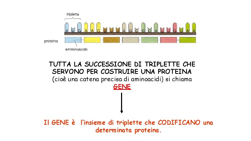 TUTTA LA SUCCESSIONE DI TRIPLETTE CHE SERVONO PER COSTRUIRE UNA PROTEINA (cioè una catena