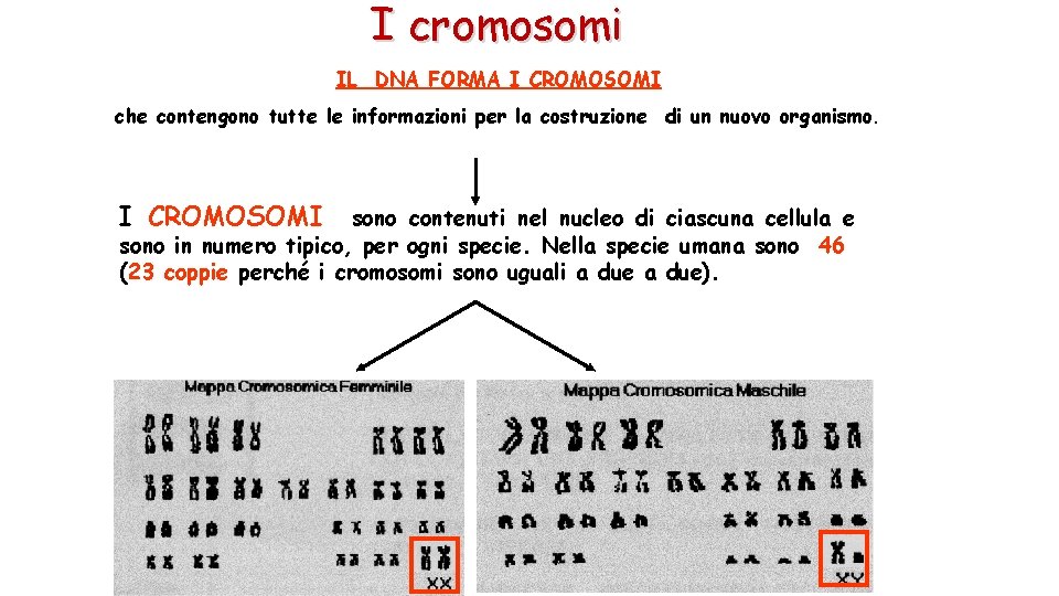 I cromosomi IL DNA FORMA I CROMOSOMI che contengono tutte le informazioni per la
