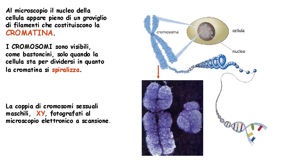Al microscopio il nucleo della cellula appare pieno di un groviglio di filamenti che