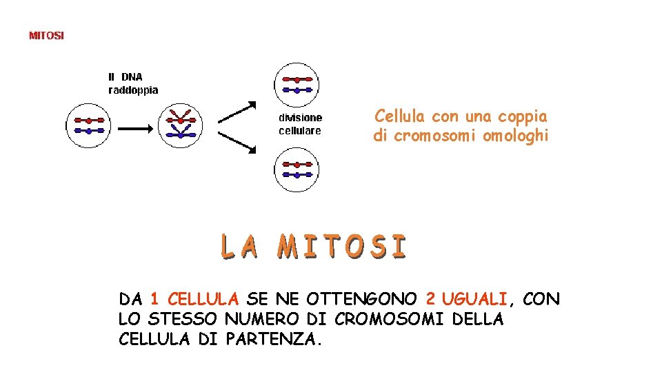 Cellula con una coppia di cromosomi omologhi DA 1 CELLULA SE NE OTTENGONO 2