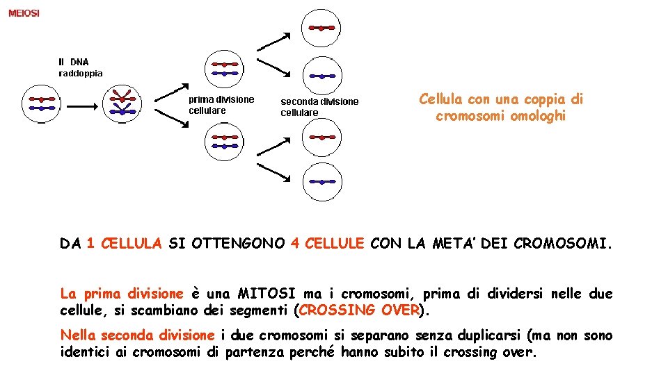 Cellula con una coppia di cromosomi omologhi DA 1 CELLULA SI OTTENGONO 4 CELLULE