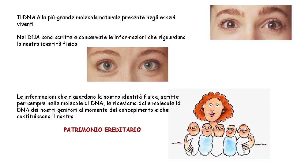 Il DNA è la più grande molecola naturale presente negli esseri viventi Nel DNA