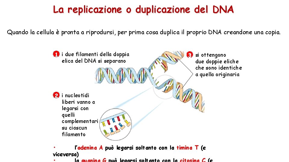 La replicazione o duplicazione del DNA Quando la cellula è pronta a riprodursi, per