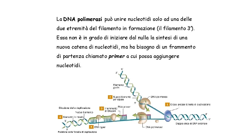 La DNA polimerasi può unire nucleotidi solo ad una delle due etremità del filamento