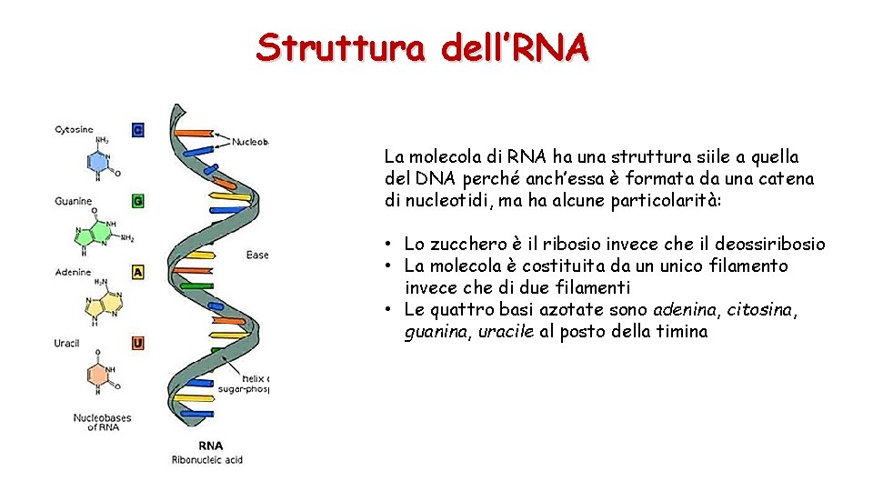 Struttura dell’RNA La molecola di RNA ha una struttura siile a quella del DNA