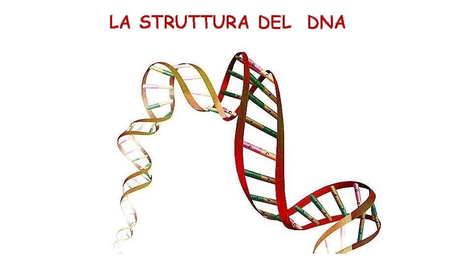 LA STRUTTURA DEL DNA 