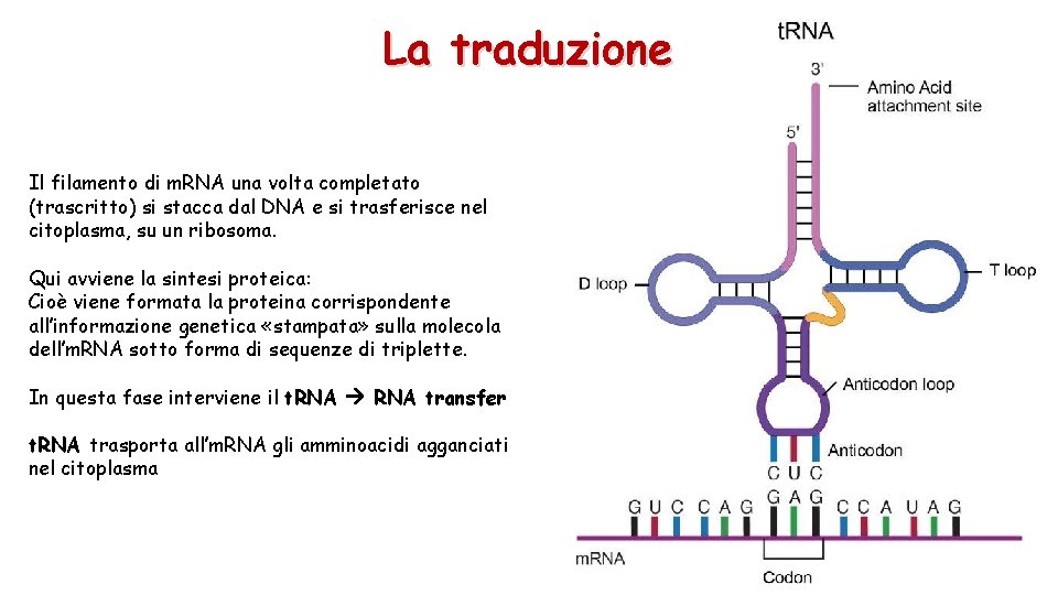 La traduzione Il filamento di m. RNA una volta completato (trascritto) si stacca dal