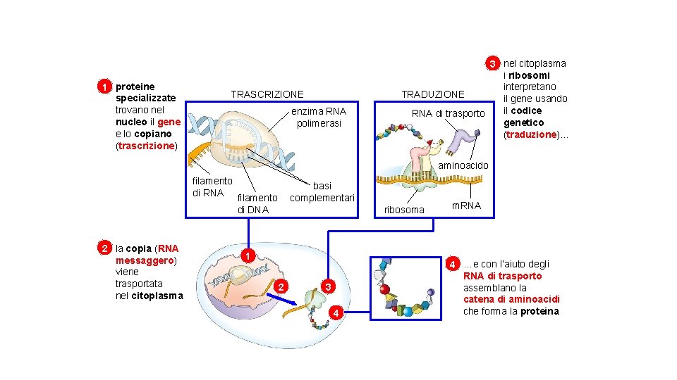 1 proteine specializzate trovano nel nucleo il gene e lo copiano (trascrizione) TRASCRIZIONE enzima