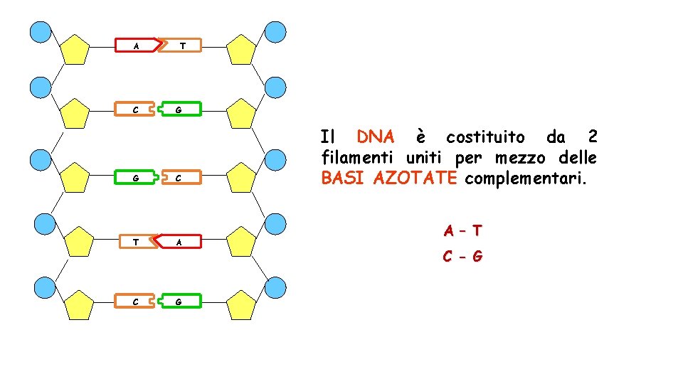 A C G T G C T A C G Il DNA è costituito