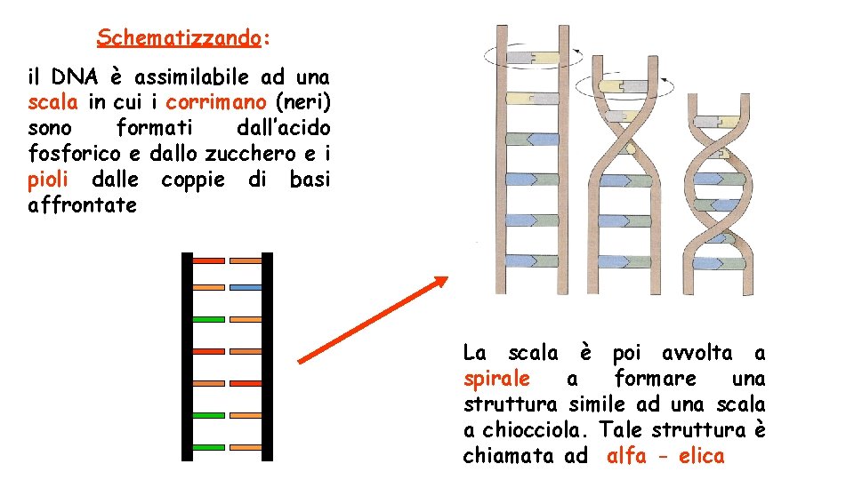 Schematizzando: il DNA è assimilabile ad una scala in cui i corrimano (neri) sono