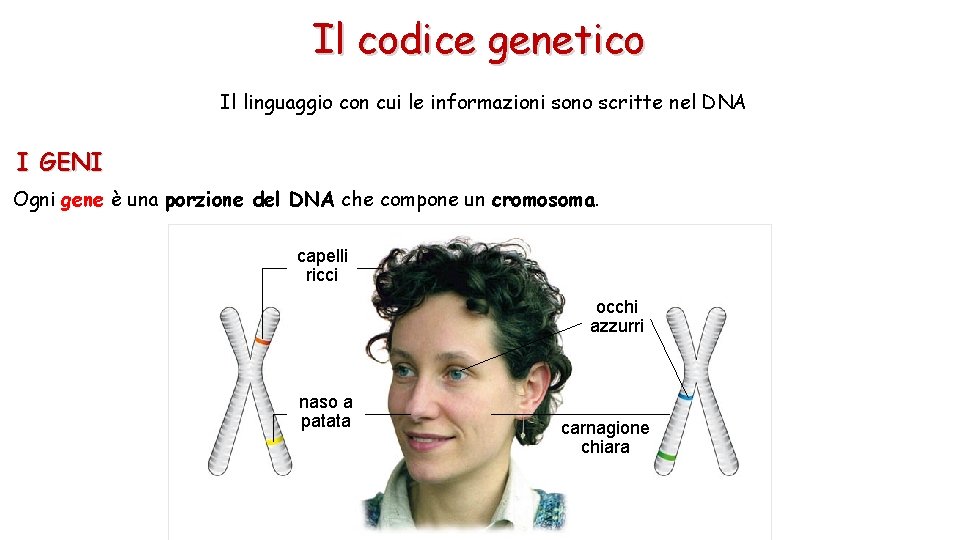 Il codice genetico Il linguaggio con cui le informazioni sono scritte nel DNA I