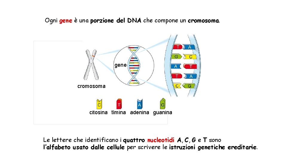 Ogni gene è una porzione del DNA che compone un cromosoma. gene cromosoma citosina