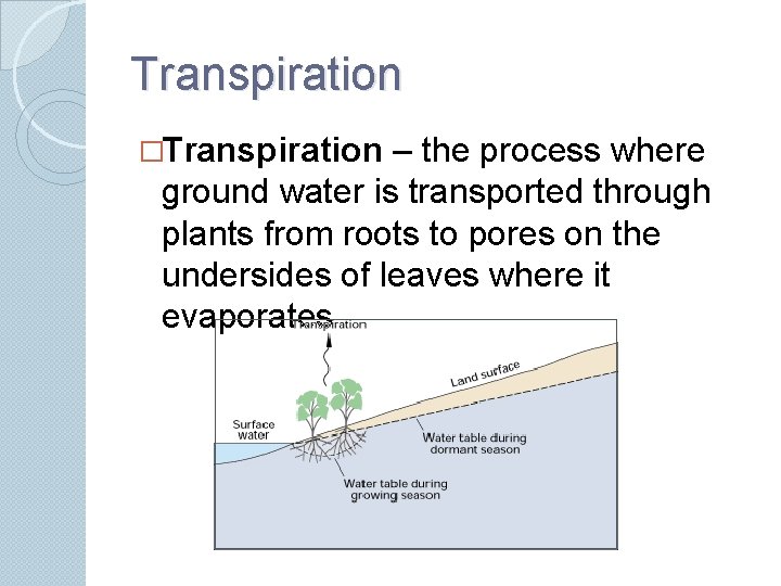 Transpiration �Transpiration – the process where ground water is transported through plants from roots