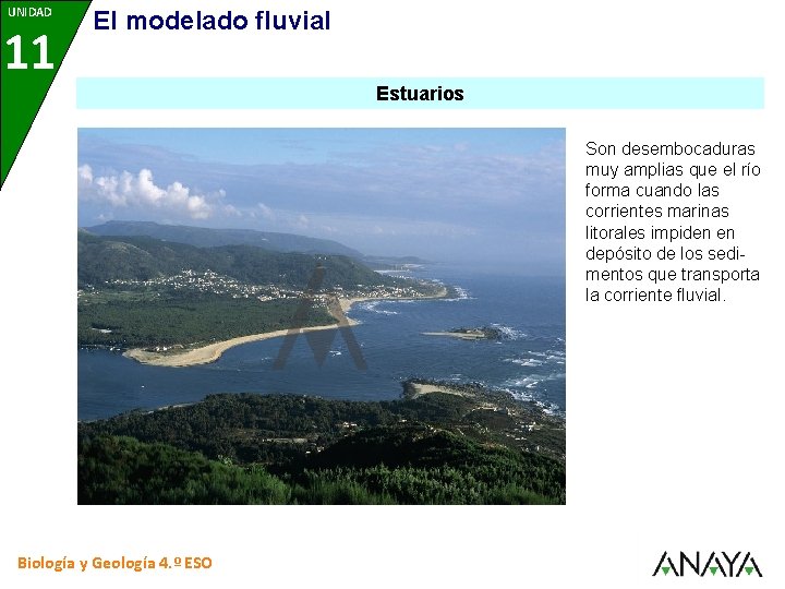 UNIDAD 11 8 El modelado fluvial Estuarios Son desembocaduras muy amplias que el río