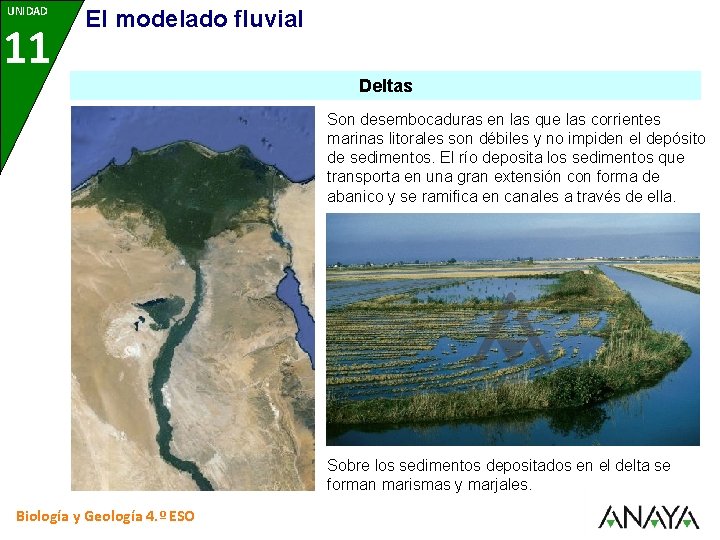 UNIDAD 11 El modelado fluvial Deltas Son desembocaduras en las que las corrientes marinas