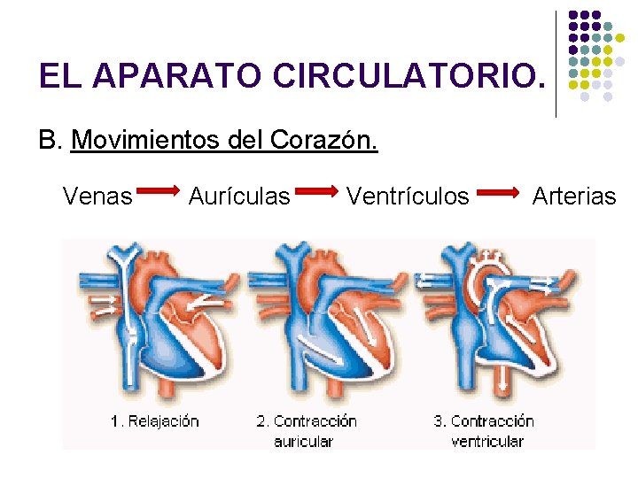 EL APARATO CIRCULATORIO. B. Movimientos del Corazón. Venas Aurículas Ventrículos Arterias 