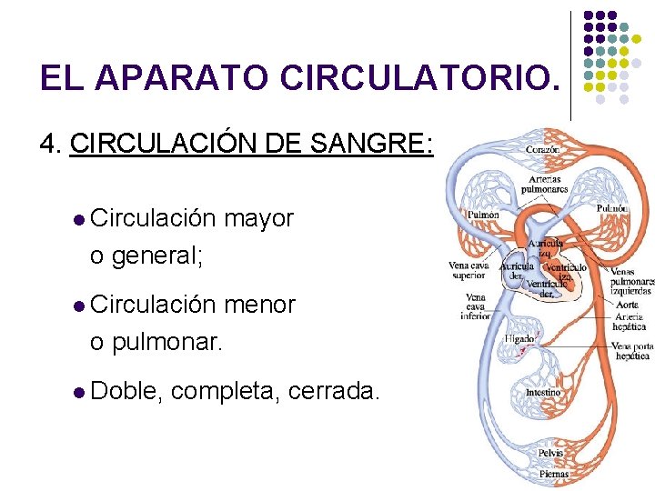 EL APARATO CIRCULATORIO. 4. CIRCULACIÓN DE SANGRE: l Circulación mayor o general; l Circulación