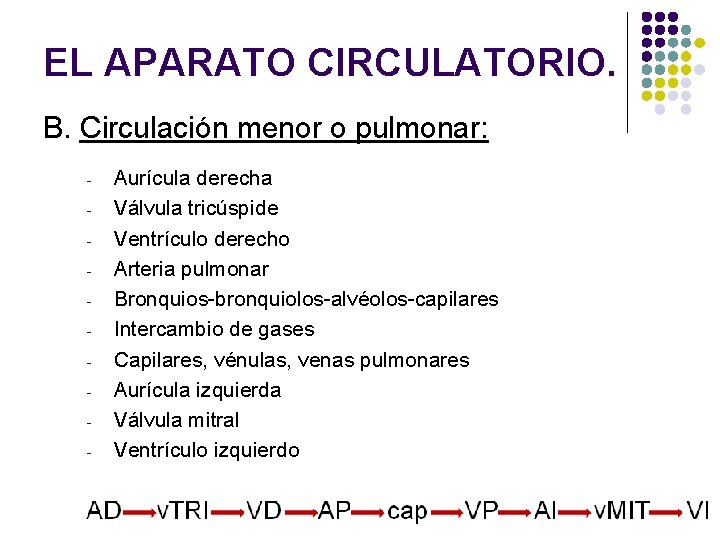 EL APARATO CIRCULATORIO. B. Circulación menor o pulmonar: - Aurícula derecha Válvula tricúspide Ventrículo