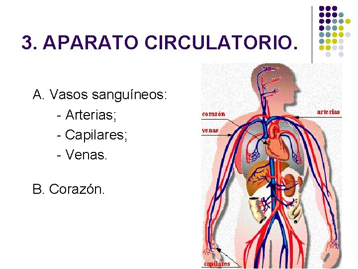 3. APARATO CIRCULATORIO. A. Vasos sanguíneos: - Arterias; - Capilares; - Venas. B. Corazón.